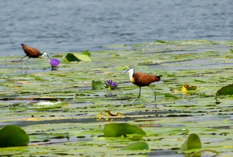 Lake Rwihinda , Kirundo Province, Northern Burundi, Burundi